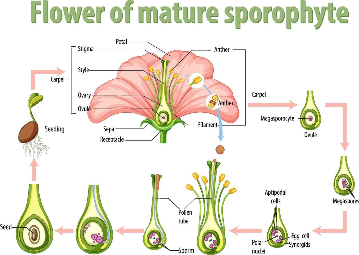 diagrama que muestra la flor del esporofito maduro vector