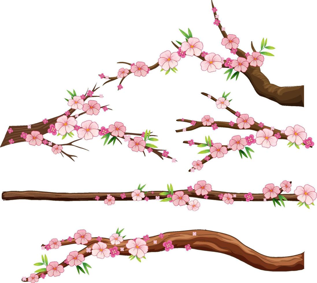 Cherry blossom branch isolated vector