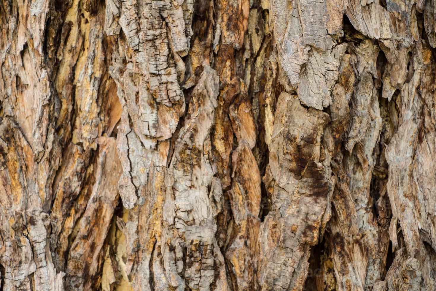 textura de corteza de árbol foto