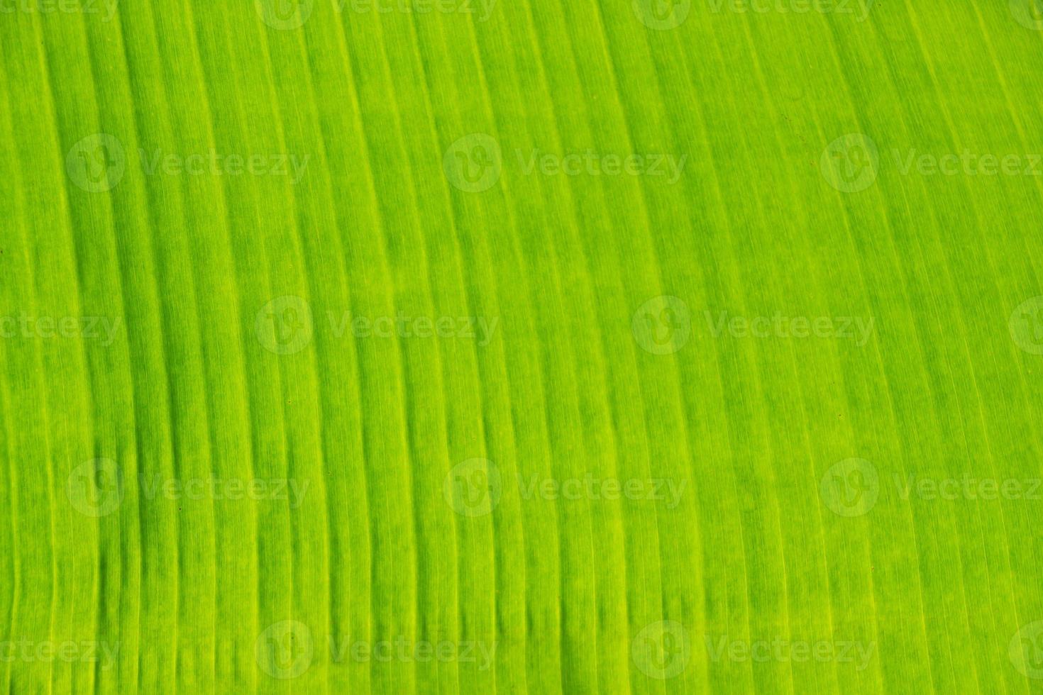 primer plano de la textura de la hoja de plátano, verde y fresco, en un parque foto