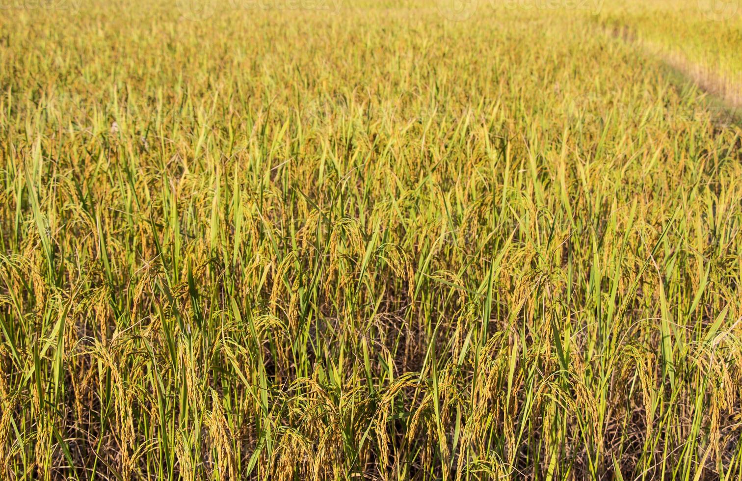 el arroz es el alimento básico de los tailandeses y cuando el arroz es amarillo antes de las cosechas son hermosas. foto