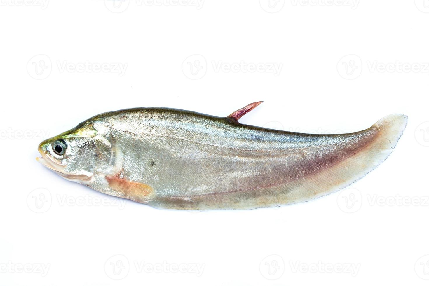 pez cuchillo real aislado en un fondo blanco foto