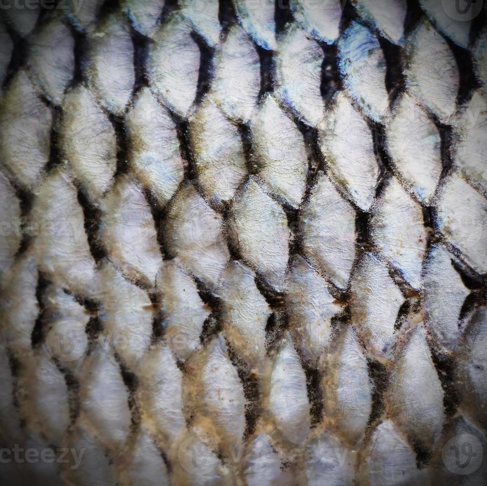 fondo de escamas de pescado foto