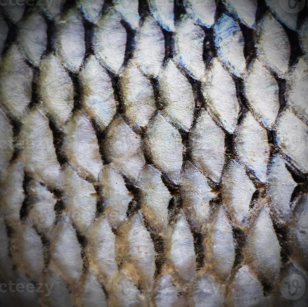 Fish scales background photo