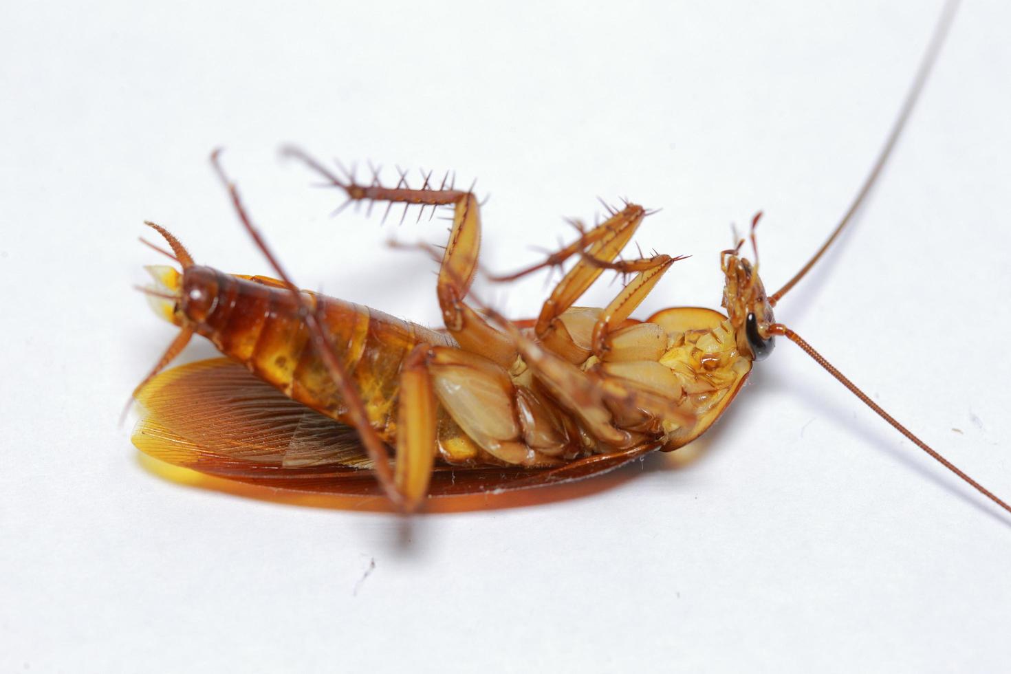 cockroach  on white background. photo