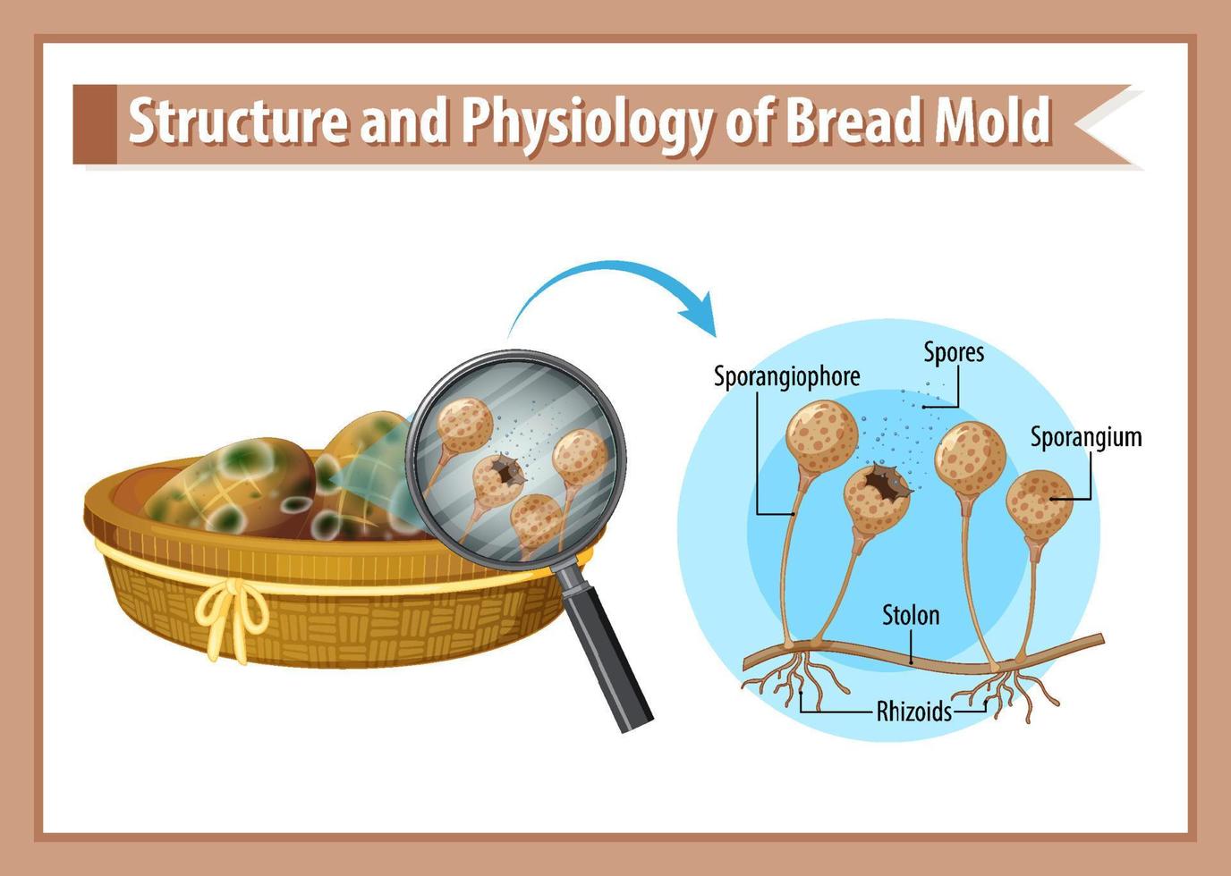 Inedible bread with mould vector