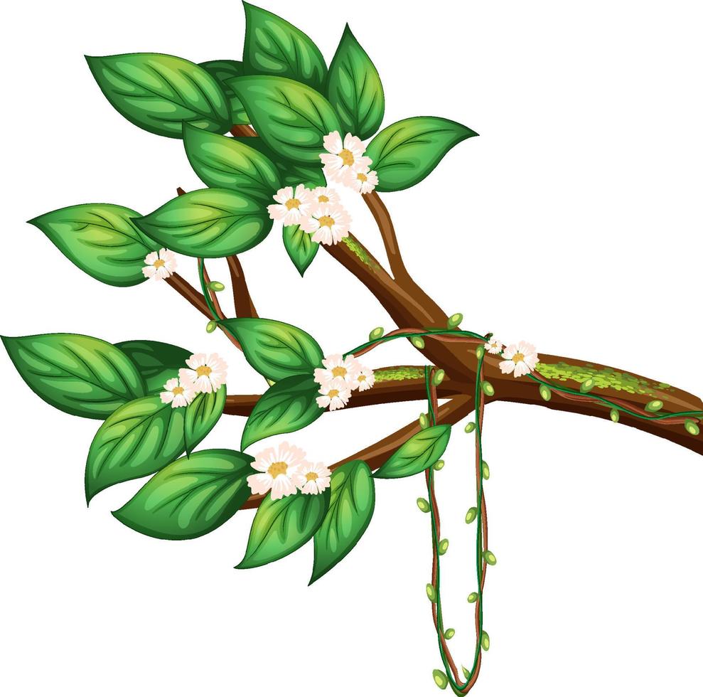 rama de flor de cerezo aislada vector