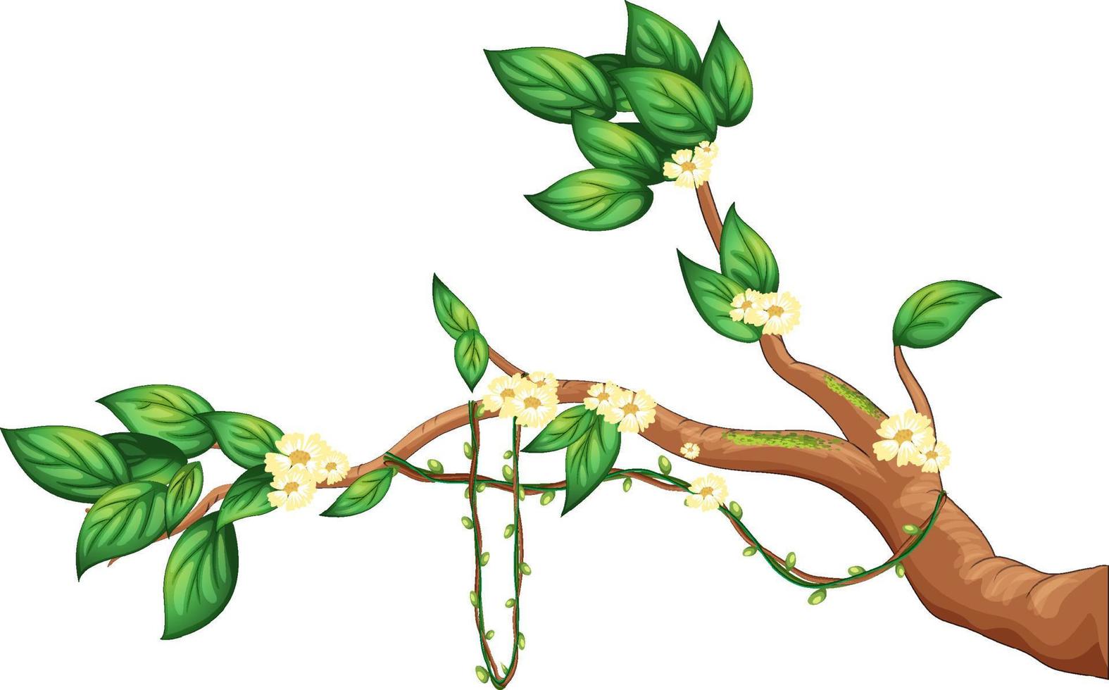 Cherry blossom branch isolated vector