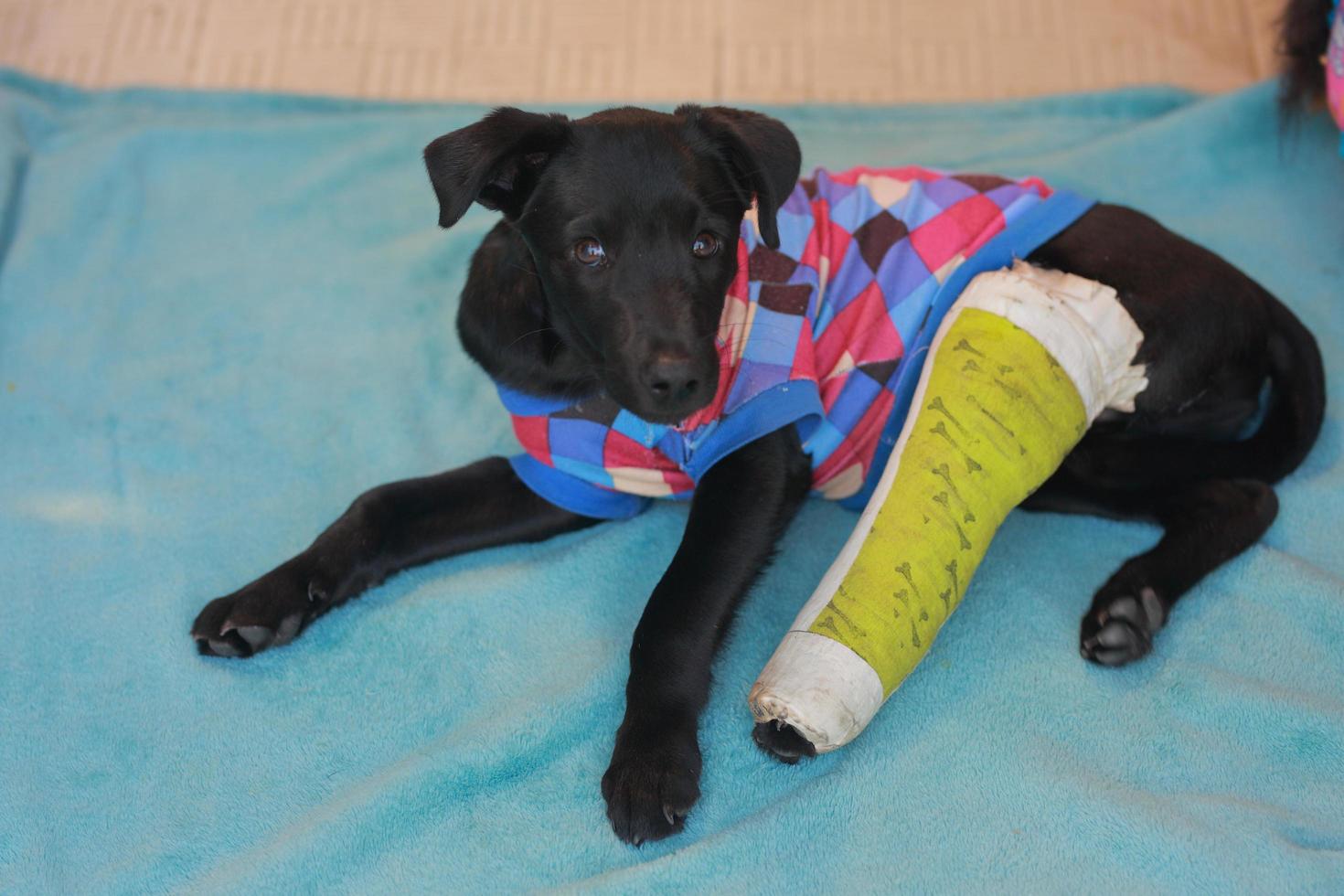 Puppy dog with injured broken bone received first aid treatment with a splintafter color green a visit to the veterinarian hospital. photo