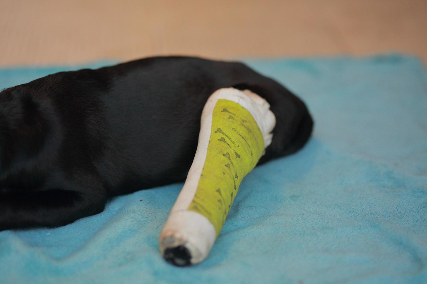 Puppy dog with injured broken bone received first aid treatment with a splintafter color green a visit to the veterinarian hospital. photo