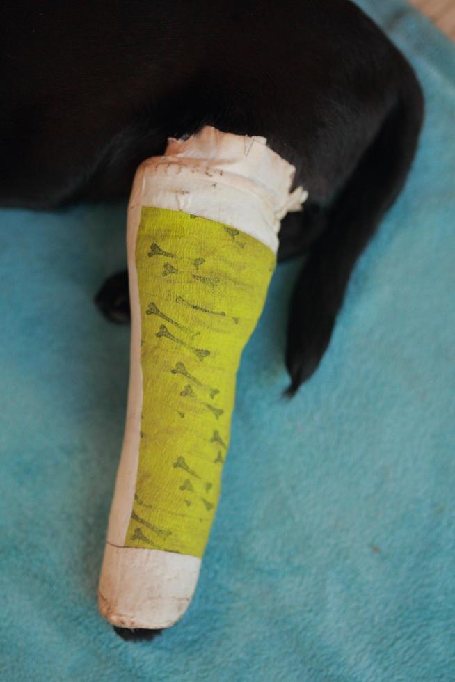 Puppy dog with injured broken bone received first aid treatment with a splintafter color green a visit to the veterinarian hospital. photo