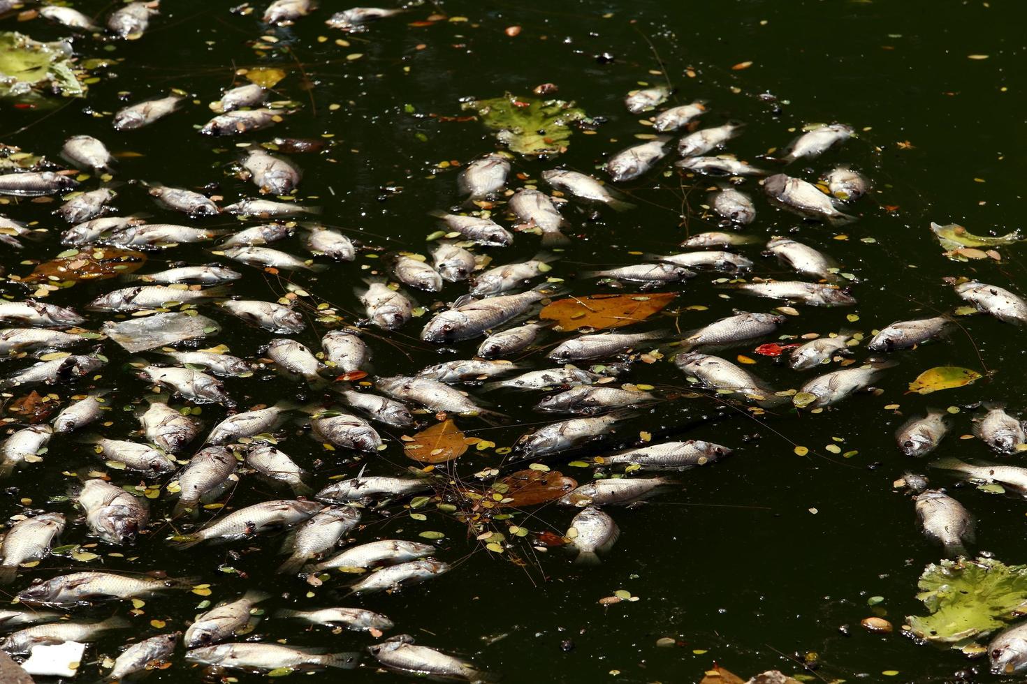 dead fish floated in the dark water, water pollution photo