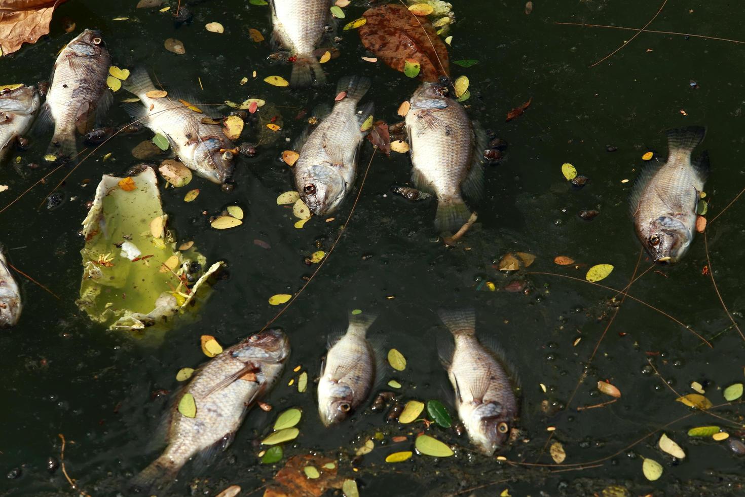 dead fish floated in the dark water, water pollution photo