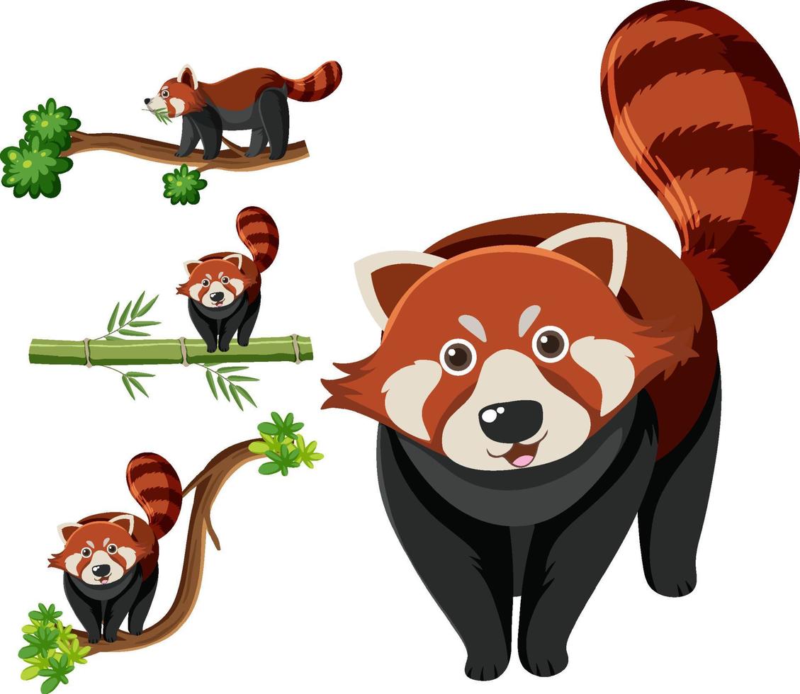 Set of different red pandas vector