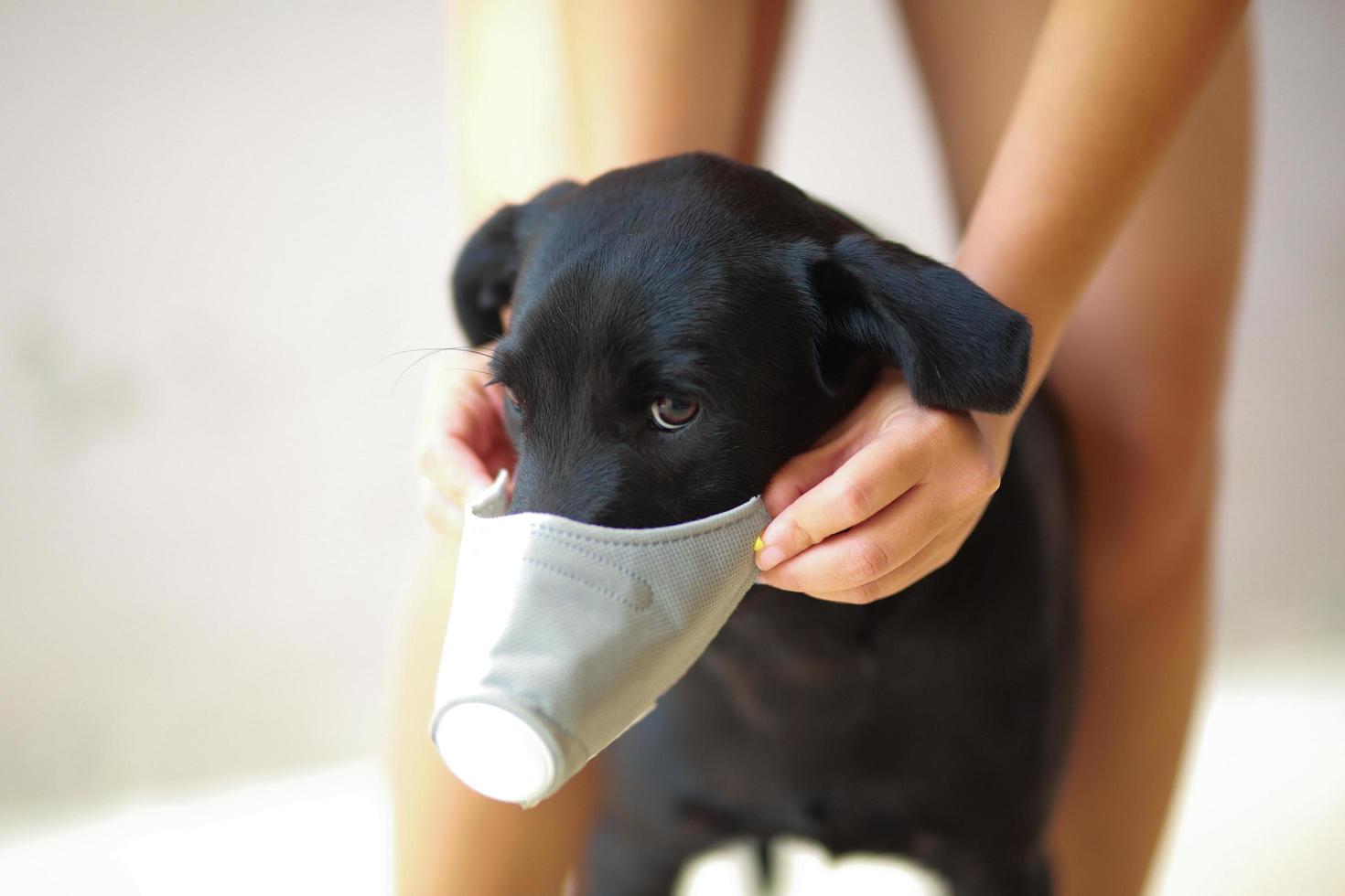 perro con seguridad, especialmente una máscara para proteger el polvo pm 2.5 y el virus de la corona, covid 19 en un lindo perro negro. concepto de pandemia de coronavirus covid-19 y prevención de las mascotas que amas. foto