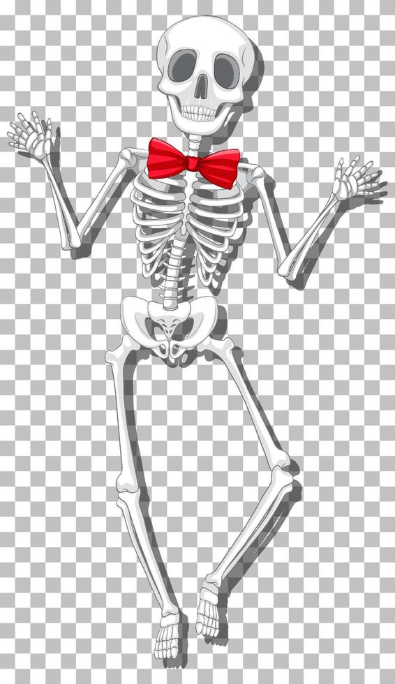 Human skeleton on grid background vector