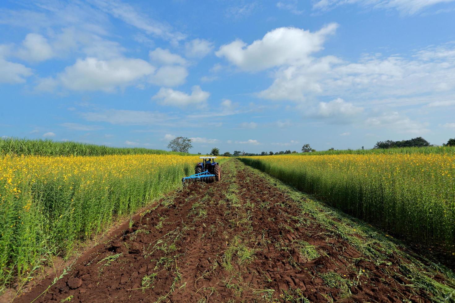 Crotalaria plants in the legume commonly grown as a green manure. And used as cattle feed, as well as to the beauty of a tourist attraction. photo