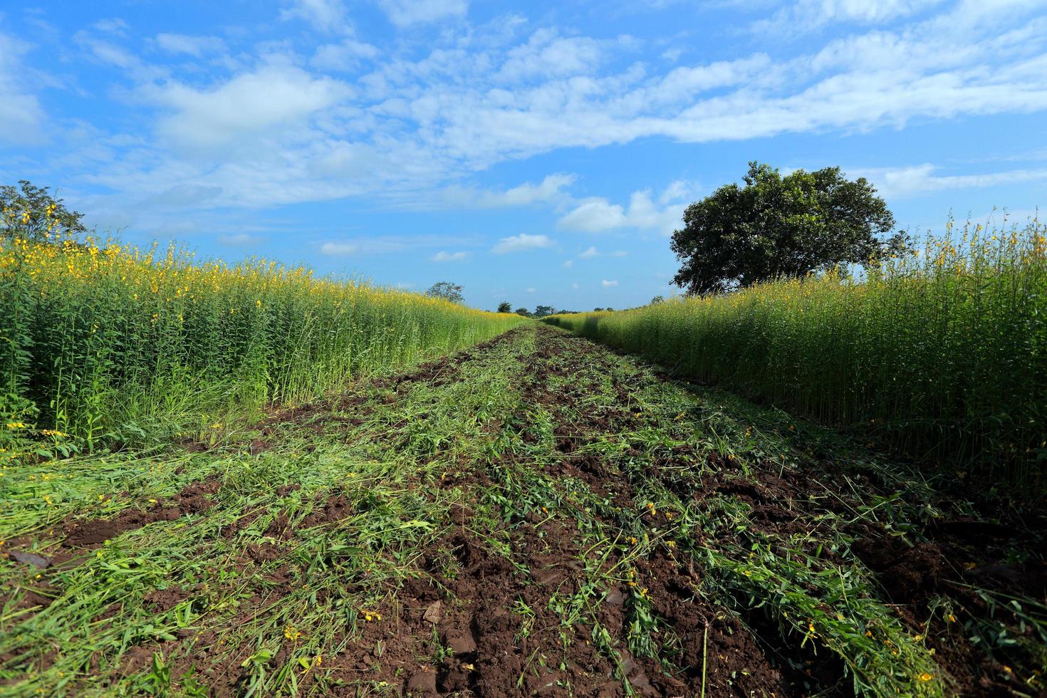 Crotalaria plants in the legume commonly grown as a green manure. And used as cattle feed, as well as to the beauty of a tourist attraction. photo