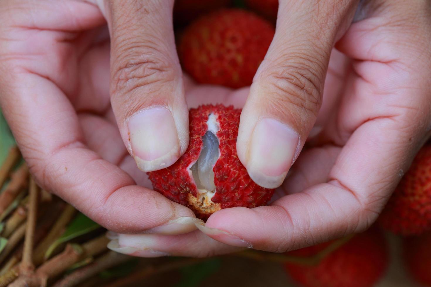 Lychee fruits presented in woman hands. photo