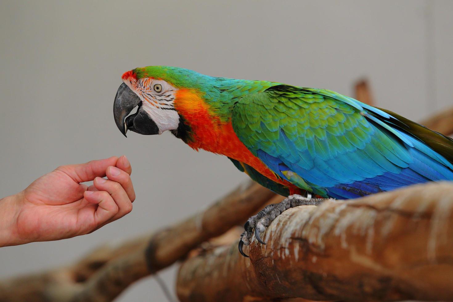 guacamayo hermoso pájaro foto