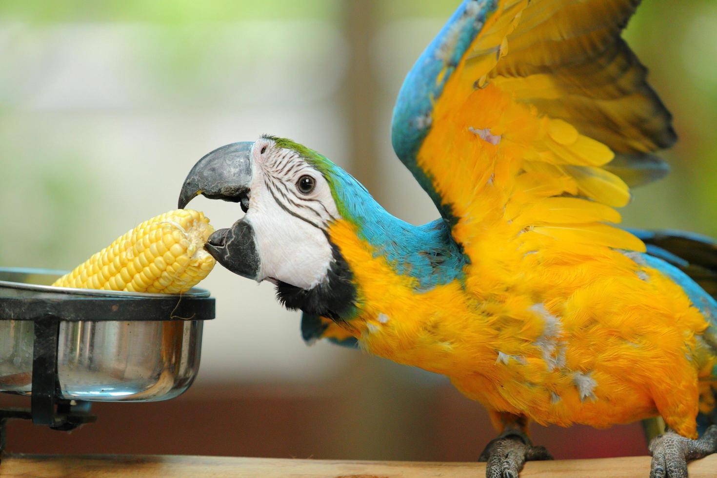 Macaw beautiful bird photo