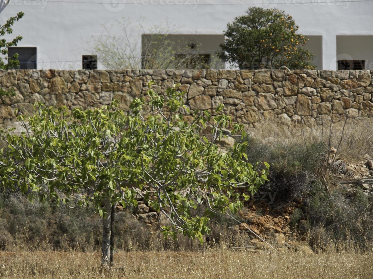 ibiza island in spain photo