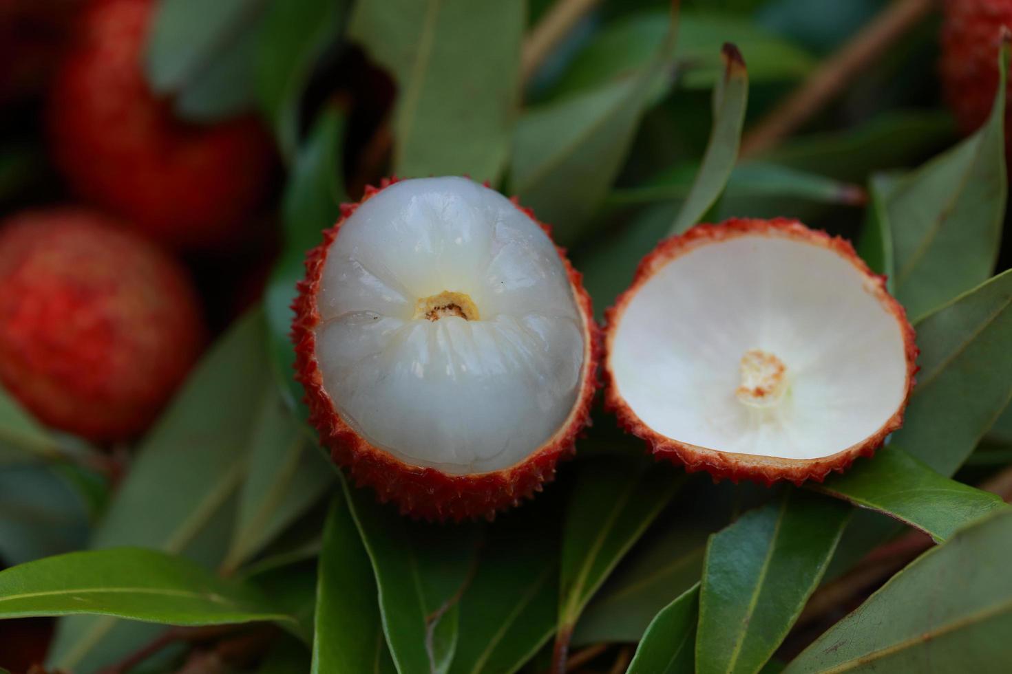 Lychee, Fresh lychee and peeled showing the red skin and white flesh with green leaf . photo