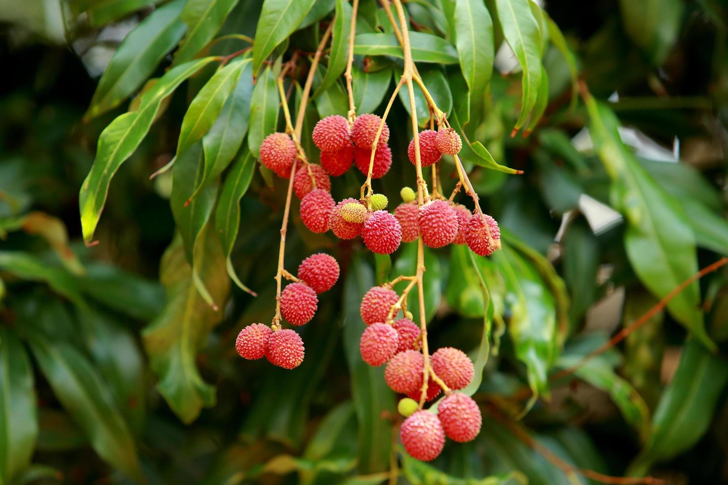 fresh lychee on tree in lychee orchard. photo