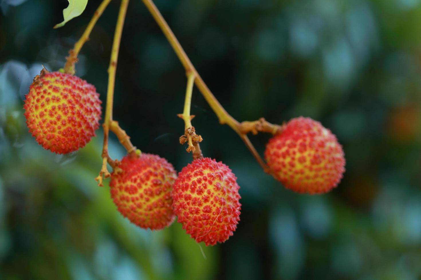fresh lychee on tree in lychee orchard. photo