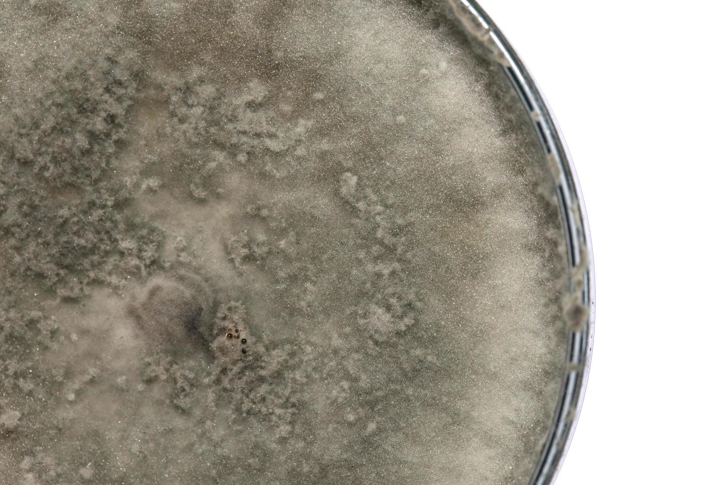 Biochemistry research test fungus growing petri dish. photo
