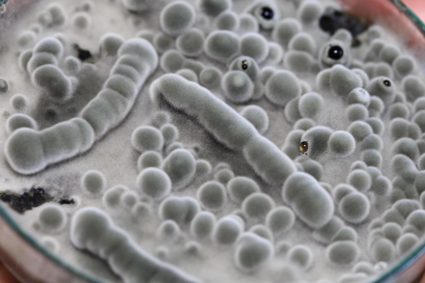 Biochemistry research test fungus growing petri dish. photo