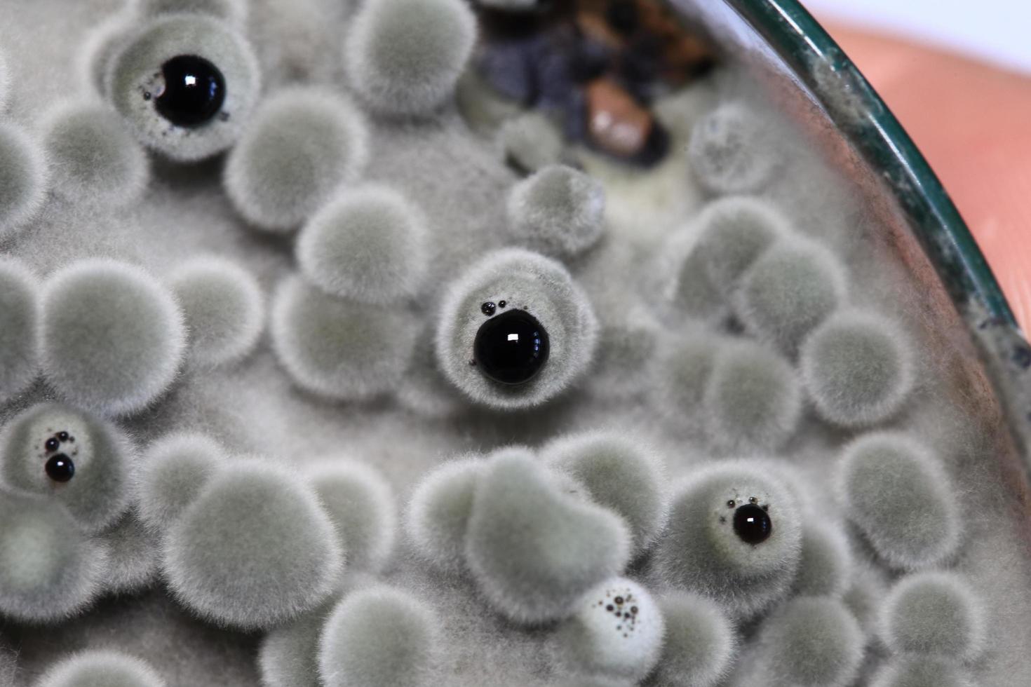 Biochemistry research test fungus growing petri dish. photo