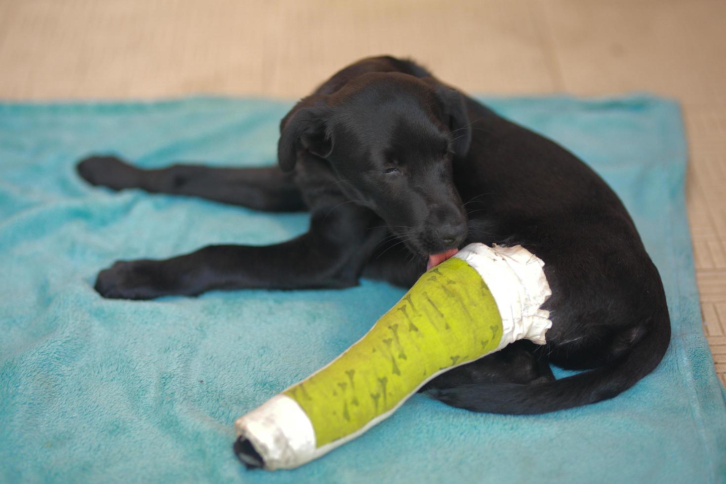 Puppy dog with injured broken bone received first aid treatment with a splintafter color green a visit to the veterinarian hospital. photo