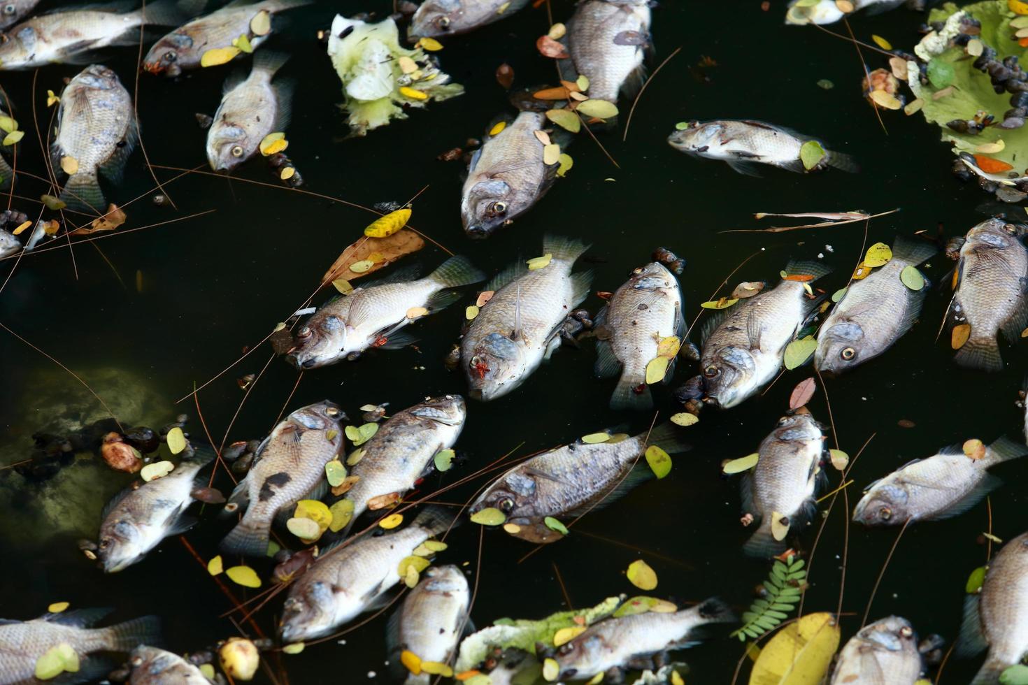 dead fish floated in the dark water, water pollution photo