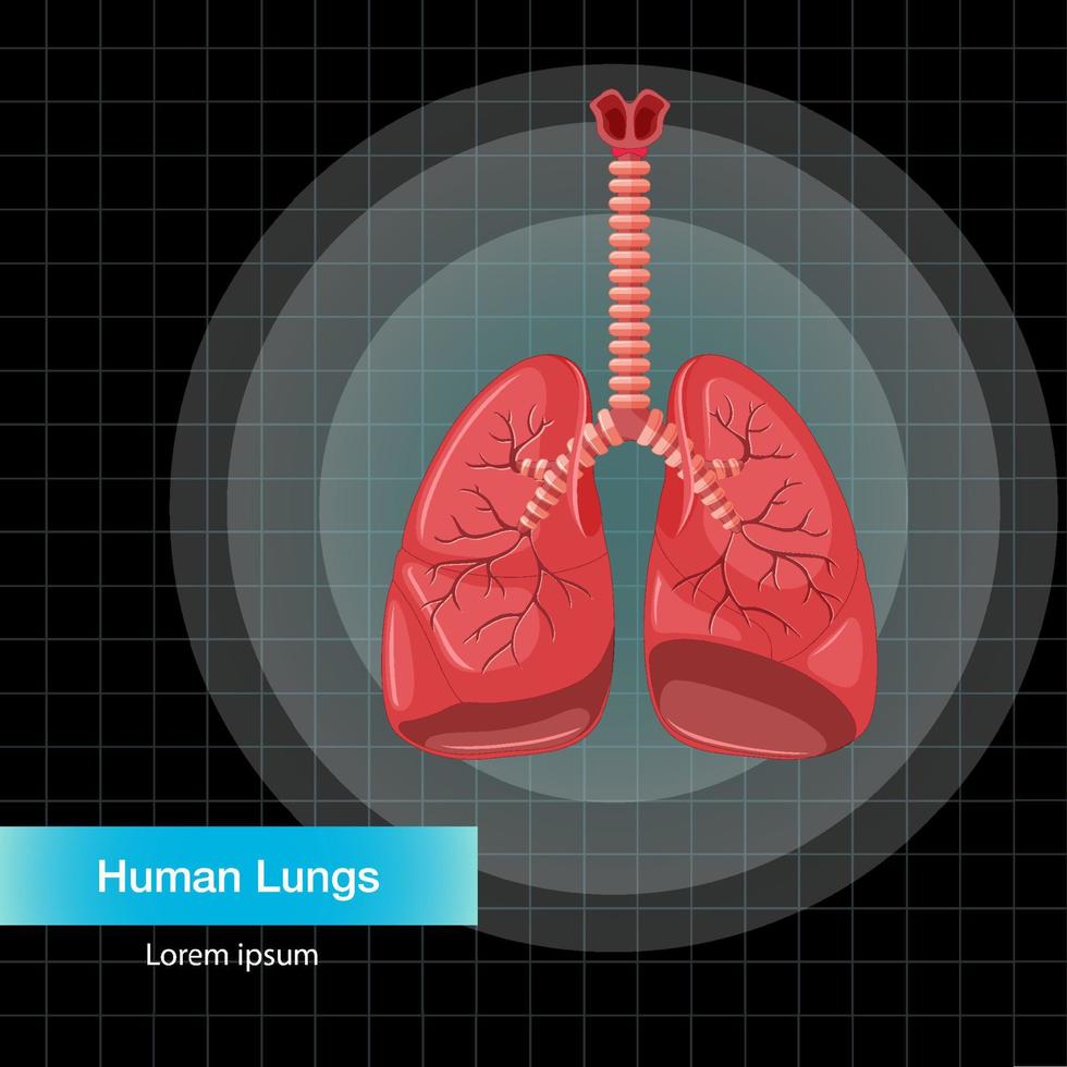 Human internal organ with lungs vector