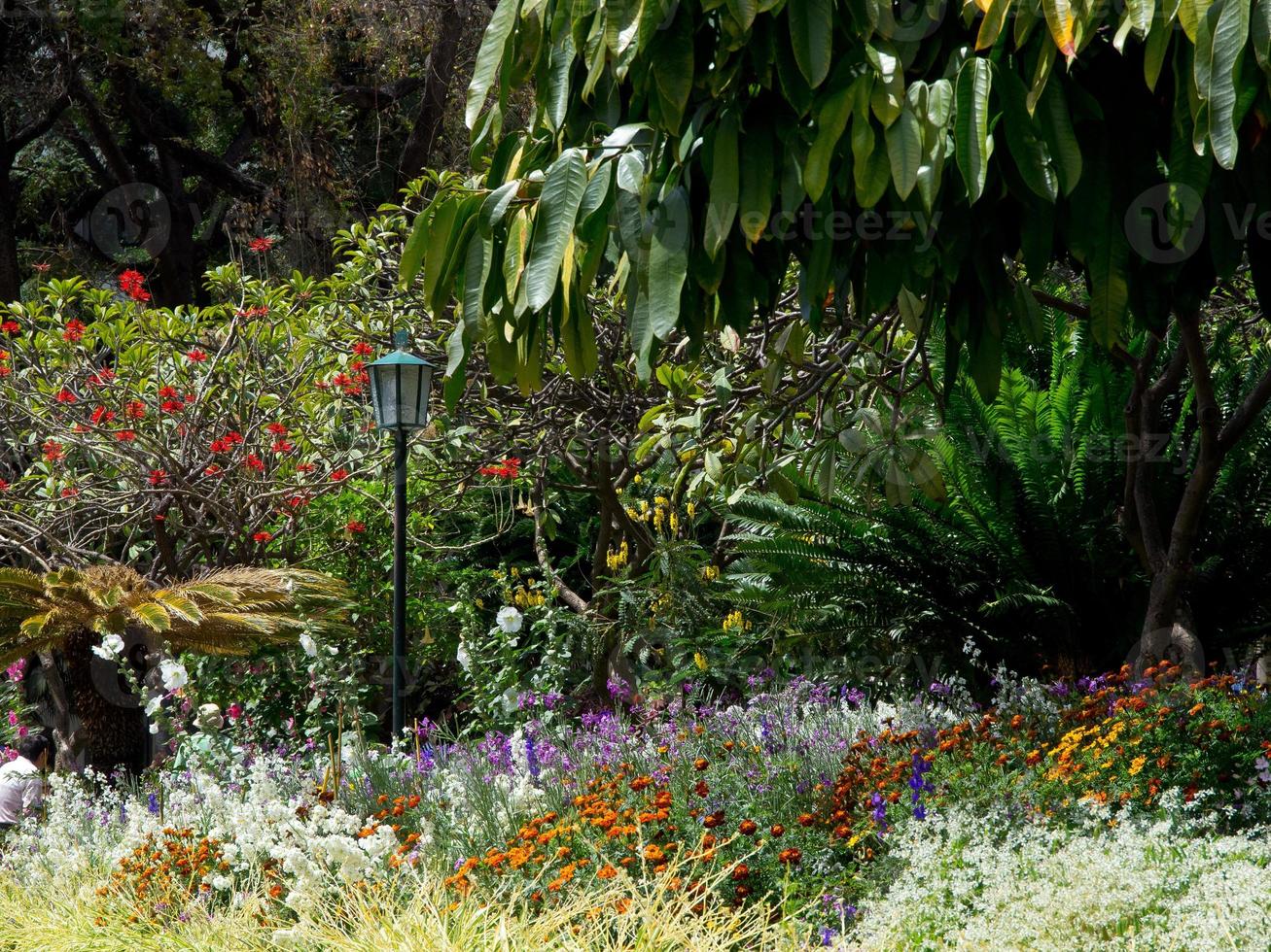 funchal and the island madeira photo