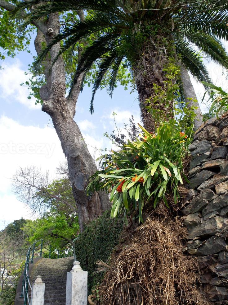 funchal and the island madeira photo