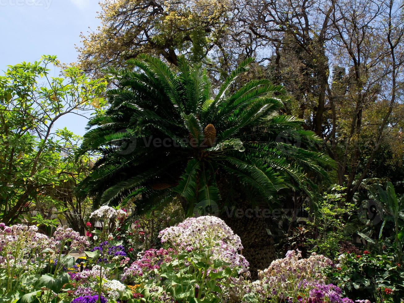 funchal and the island madeira photo