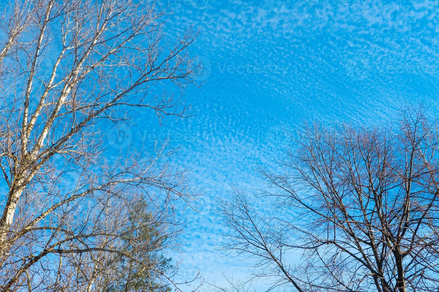 Cold season Spring sky clouds branch background photo