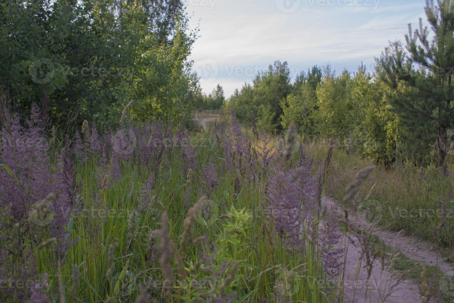 Sand Road In The Field photo