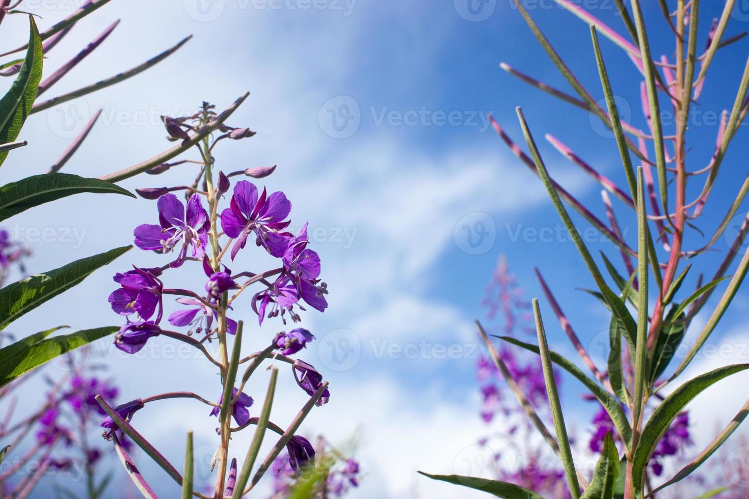 Blooming Willow herb, Ivan tea on blue sky. Willow-herb meadow. willow-herb tea, photo