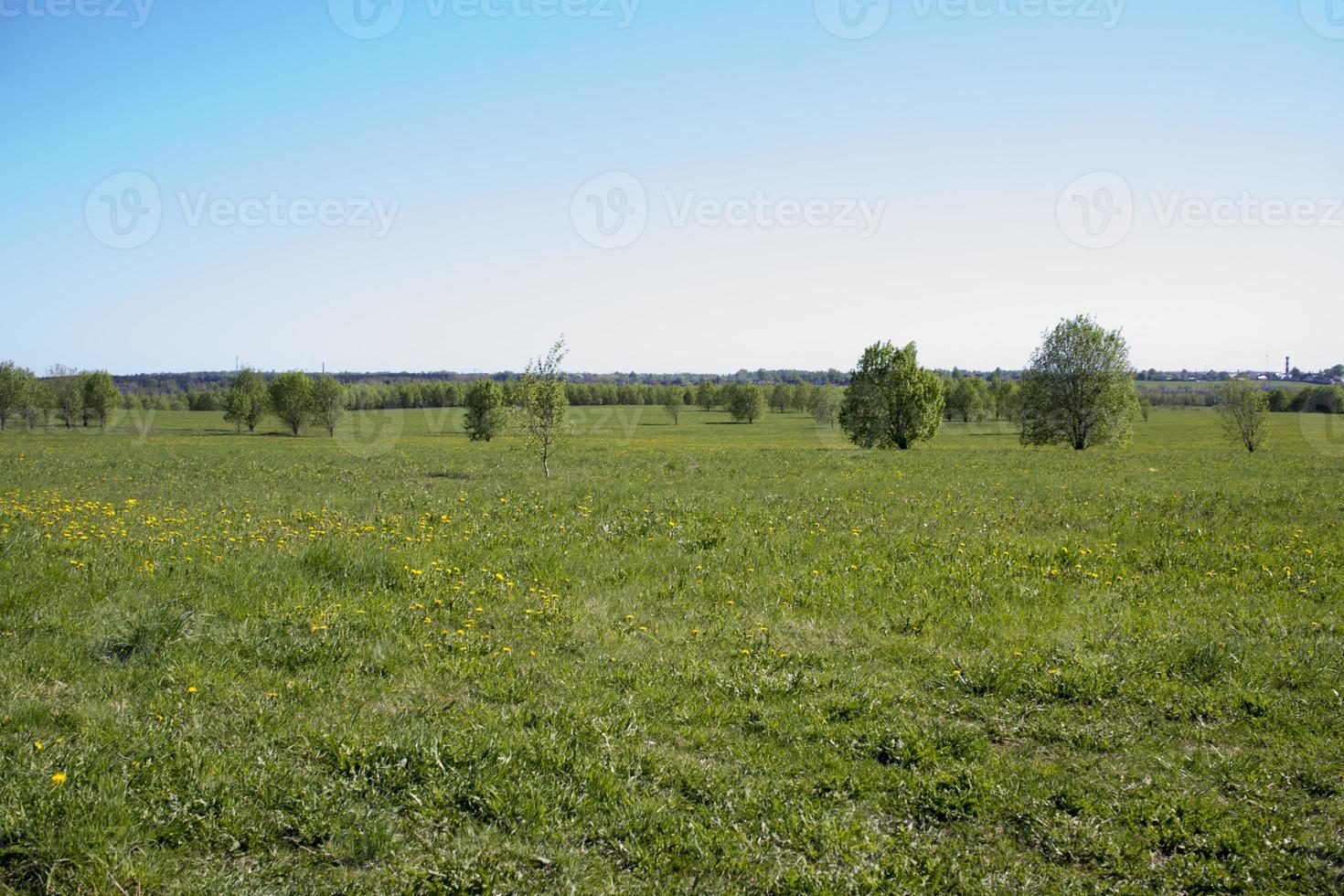 Beautiful landscape of the Russian North in the leningrad region Summer landscape cloudy sky and blooming Ivan-tea in the Leningrad region. photo