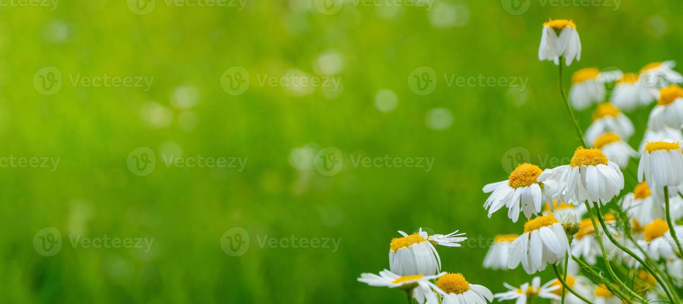 Blooming daisies in the sun on a blurry background of grass photo