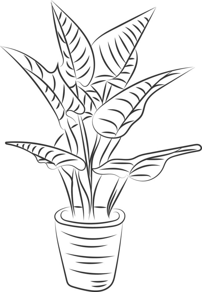 Isolated tree rose flower hand drawing line art with leaves vector