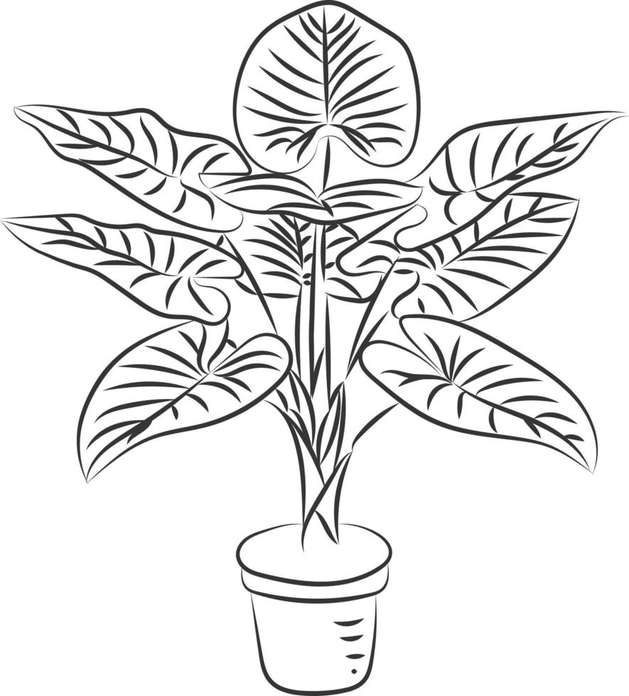 Isolated tree rose flower hand drawing line art with leaves vector