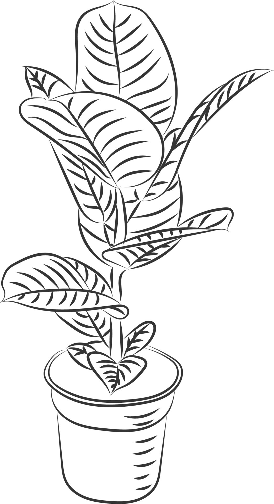 Isolated tree rose flower hand drawing line art with leaves 9206449 ...