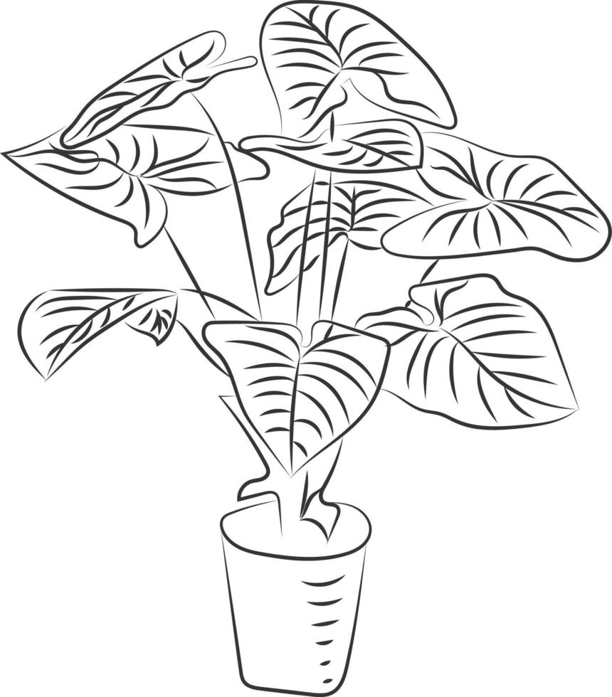 Isolated tree rose flower hand drawing line art with leaves vector