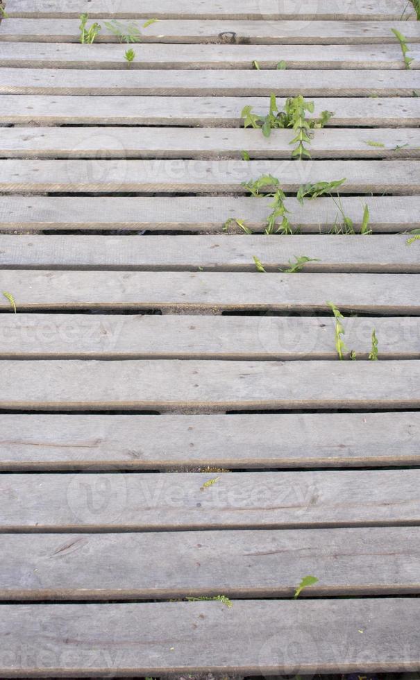 Wooden pallet planks with grass and wild flowers, copy space background photo