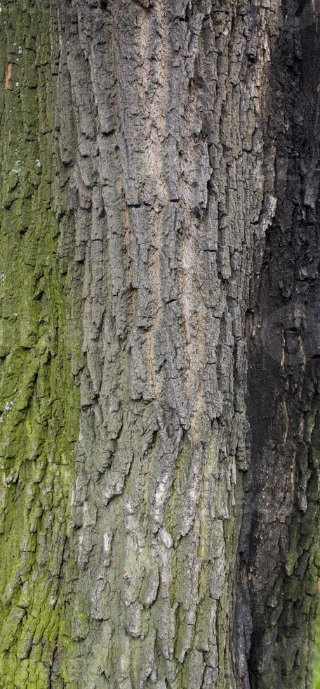 tree brown bark texture with green moss photo