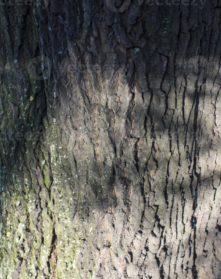 tree brown bark texture with green moss photo